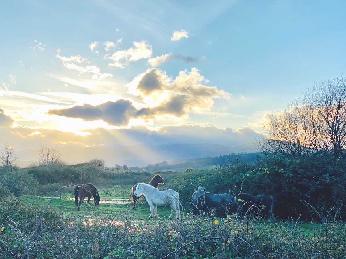Welsh mountain ponies under a cloudy sky